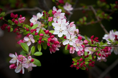 Crab Apple Blossom