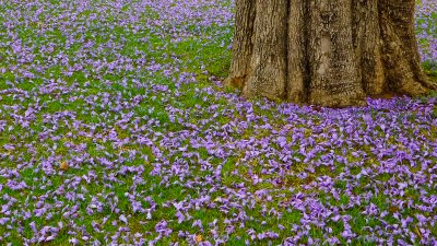 Jacaranda Blossom