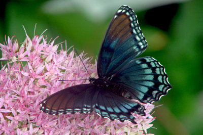 Red Spotted Purple butterfly
