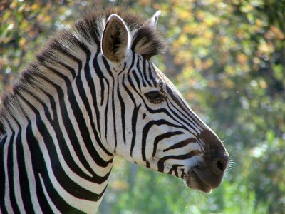 Zimbabwe zebra