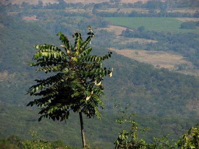 Vumba mountain view