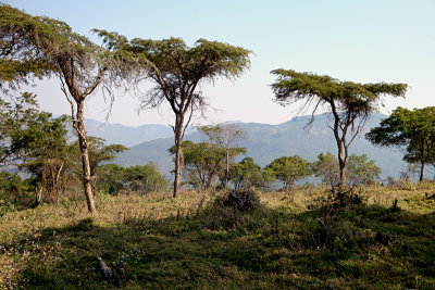 Acacia trees