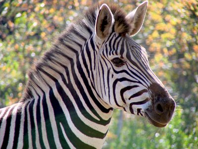 Zimbabwe Zebra II