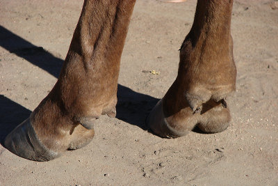 Ox feet