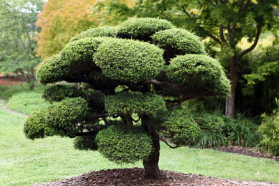 Tree at the Japanese Tea Garden