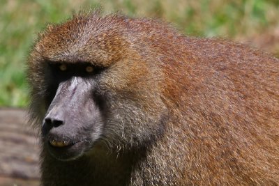 Baboon