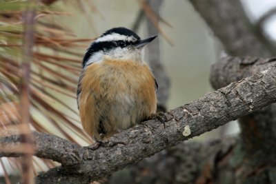 Red-breasted Nuthatch