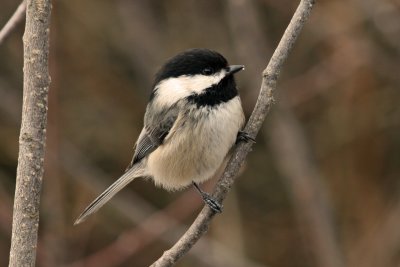 Black-capped Chickadee