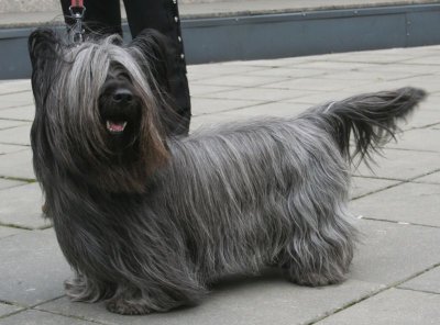 Skye Terrier