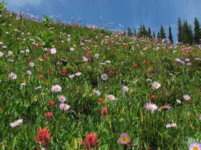 IMG_2500 Champs de fleurs_1.JPG