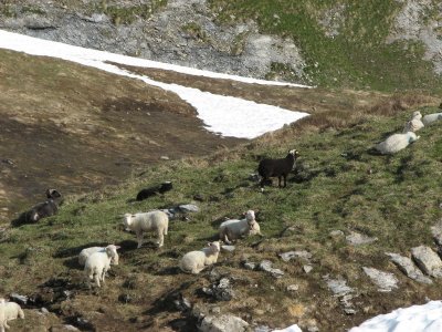 IMG_0092 Moutons noirs et blancs_1_1.JPG