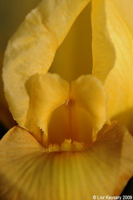 Dark-brown iris (yellow)_6369
