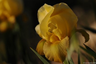 Dark-brown iris (yellow)_6379