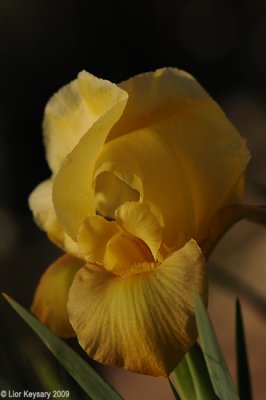 Dark-brown iris (yellow)_6383