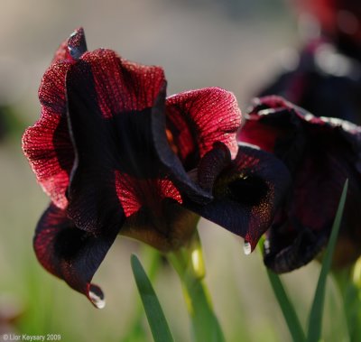 Dark-brown iris_6423