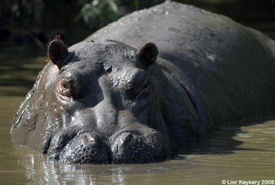 Hippopotamus 1185