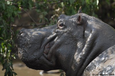 Hippopotamus 1200