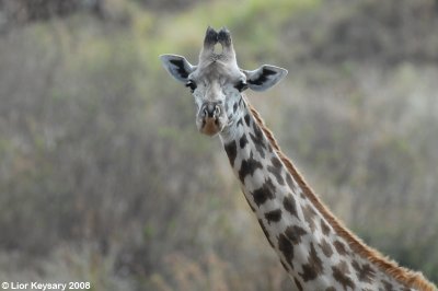 Giraffe 0772