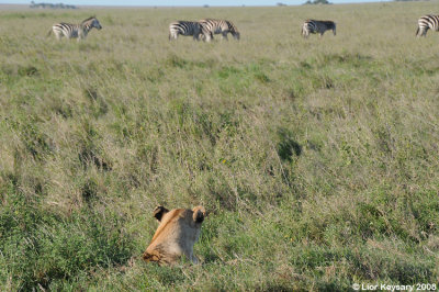 Serengeti 3952