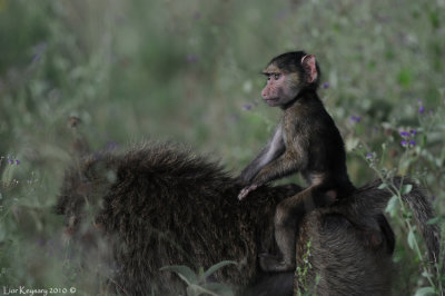DSC_2148 Baboon
