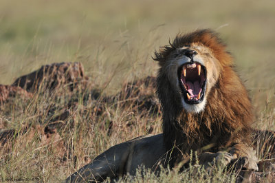 DSC_2584 lion