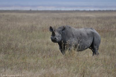 DSC_0377 White Rhino