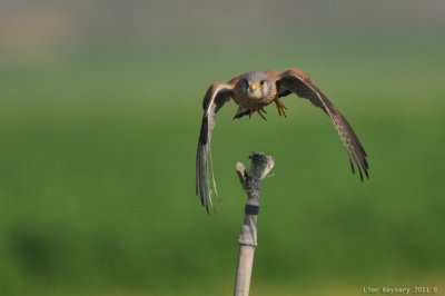 (Common) Kestrel_9105