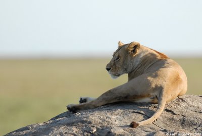 Serengeti 1887