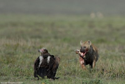 Hyena  with a kill & a Lappet face Vulture Serengeti 1806