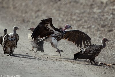 Lappet face Vulture & Griffon Vultures Serengeti 1756