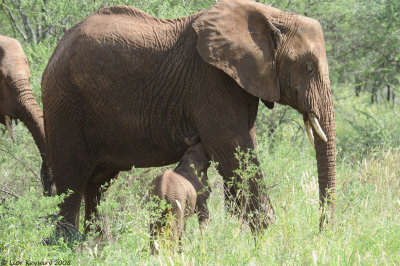 Serengeti 5609