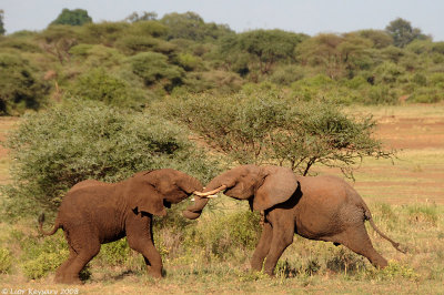 Manyara lake 2904