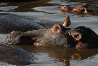 Hippopotamus 2149