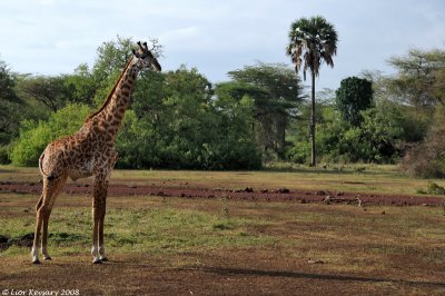 Giraffe 3160