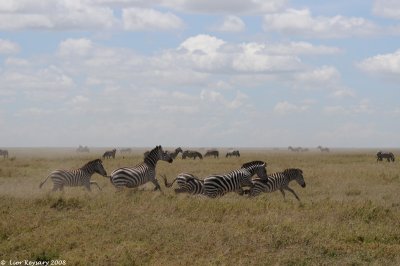 Zebra 4749