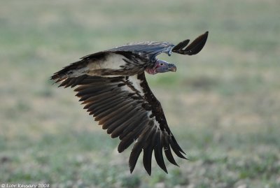 Lappet face Vulture 1767