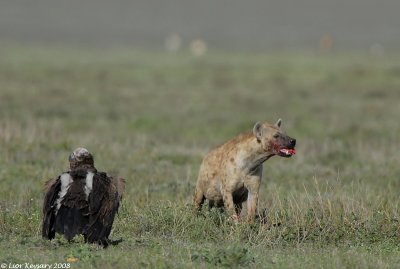 Hyena  with a kill & a Lappet face Vulture Serengeti 1811