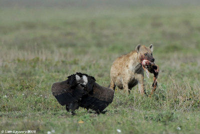 Hyena  with a kill & a Lappet face Vulture Serengeti1792