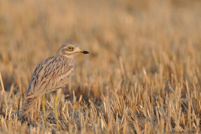 Stone - curlew _0705