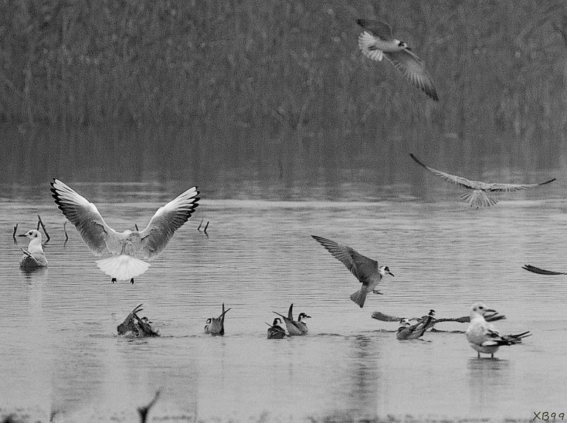 DELTA YELLOW RIVER BIRDS in BW