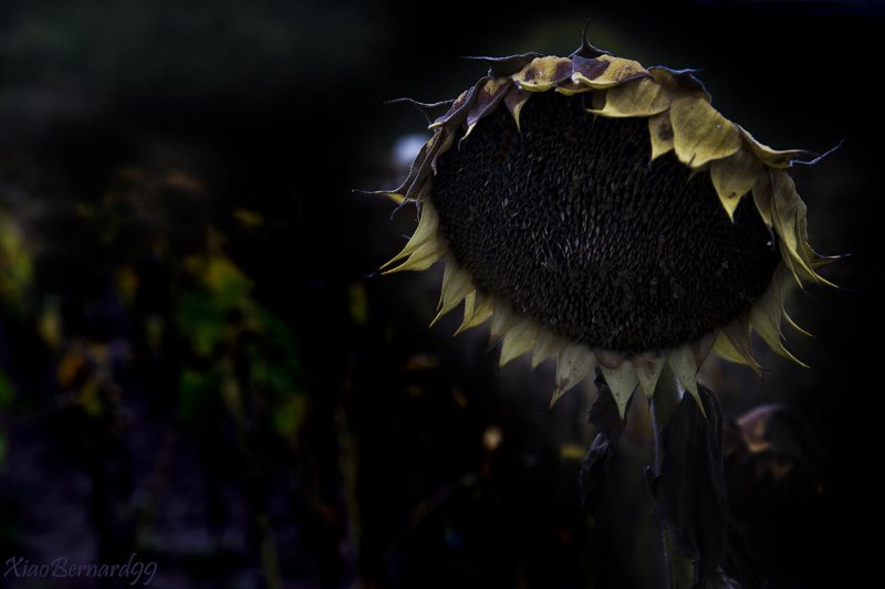 12.The old Sunflower