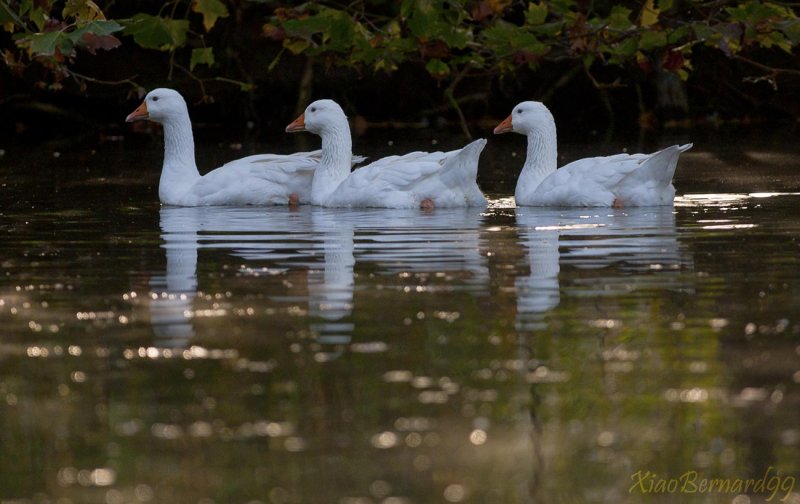 13.MOULINS.The Gooses of the park