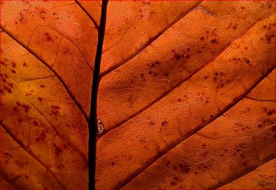 LEAF as LEATHER