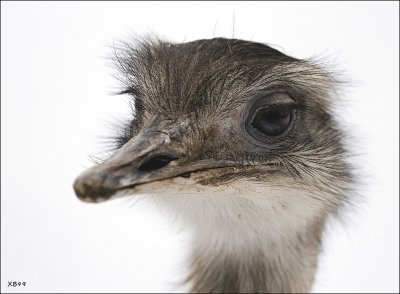 OSTRICH in SNOW COUNTRY