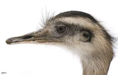 OSTRICH PROFILE