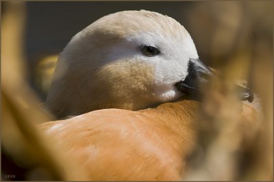 IMPERIAL DUCK