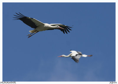 STORKS of the RESERVE