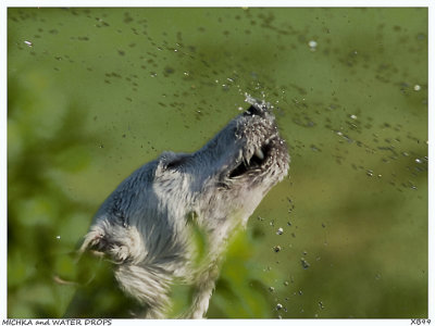 MICHKA and the WATER