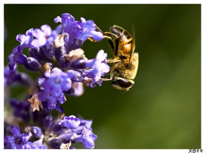 BIBI 2 and the LAVANDER