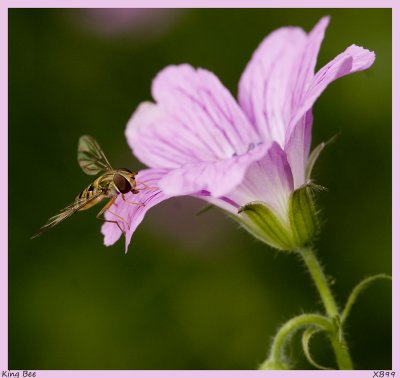 Little King Bee